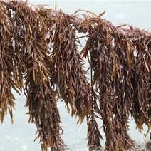 완도맘 생산자 직송 당일작업해서 보내는 생톳 1kg, 1개