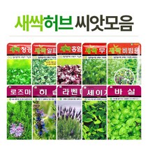 화분월드 허브 씨앗, 허브-스테비아