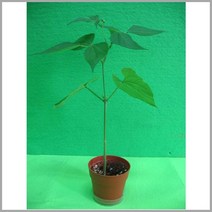 강낭콩기르기(5개/셋트) RHY