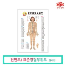 경혈부위도 전신 마사지도구 경락마사지 에스테틱, 경혈부위도(앞면), 1개