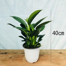 청년농부 콩고, 40cm사이즈