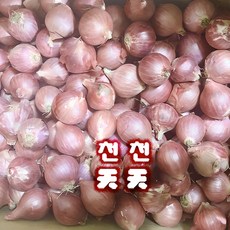 [천천중국식품]중국양파 모충 샬롯 채소 1KG, 1개 - longforman