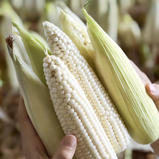 [Non-GMO] 강원도 햇 찰옥수수 삶은 냉동 찐옥수수, 12개