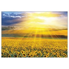 퍼즐코리아 해바라기들판의 일몰 직소퍼즐 3202, 혼합 색상, 2000피스