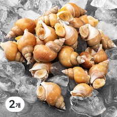 해선생 포항시 인증 산지직송 산소안은 백고동 소-중 (냉장), 700g(25미), 2개