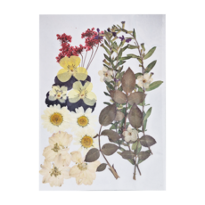 A-ONE 匯旺 真花壓花 中花包 Set - 黃花似錦 BB08, 2入, 1個, 琪花瑤草 BB03, 3個