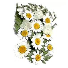 A-ONE 真花壓花 中花包 Set, 天然植物壓花, 14.5 x 10.5 CM, 白菊盛開