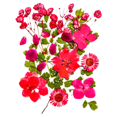 A-ONE 匯旺 真花壓花 Set，天然植物壓花 14.5 x 10.5 CM, 熱情如火