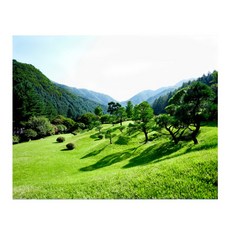 숲벽지