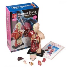 EDU-TOYS 微型人體模型, 1個