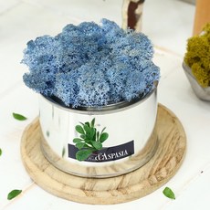 아스파시아 숲속의 모스 공기정화 화분, 블루, 1개