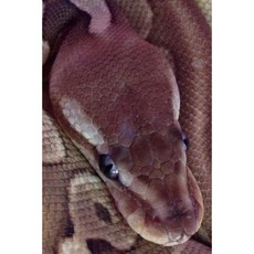 Ball Python Snake Journal: 150 Page Lined Notebook/Diary Paperback, Createspace Independent Publishing Platform