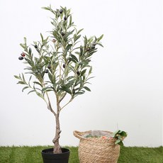 마쉬매리골드 올리브 나무 90cm, 혼합색상, 1개
