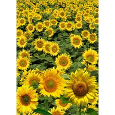 고양이인테리어소품