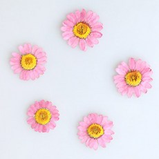 checkstory 按花開花瑪格麗特A, 粉色的