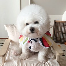 강아지한복케이프