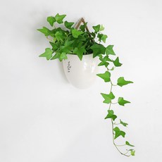 노블리 행잉 공기 정화 식물 아이비, 1개