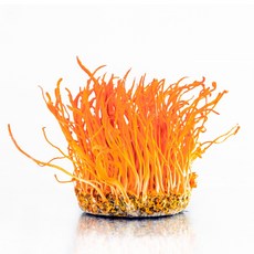 감성먹거리 성재모 동충하초 건초, 50g, 1개