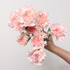 생화 카네이션 다발, 연핑크
