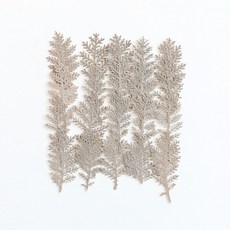 체크스토리 압화 시레라리아 잎 20p, 자연