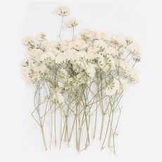 남원공방줄기꽃