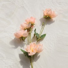 로아스