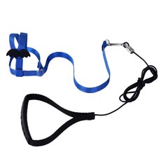 모란앵무하네스