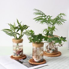 제이메이드 라탄 수경식물 테이블 야자 + 빅토리아 + 아이비 세트, 혼합색상, 1세트