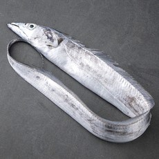 바다자리 생물 제주 은갈치 특대 1마리, 500g, 1개