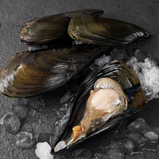 살맛나요 서해안 산지직송 자연산 생물 키조개 (냉장), 1kg(2~4미), 1개