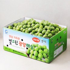 지리적표시 인증 광양 청매실, 10kg(특대), 1개