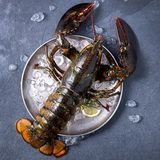 아라보감 살아있는 싱싱한 활랍스터, 1050g, 1개