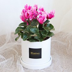 블뤼엔 관엽식물 시클라멘, 투톤핑크, 1개