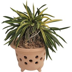 나라아트 황토 풍란 옹기 화분, 랜덤발송 랜덤발송, 중(입구너비 14cm x 높이 11cm)