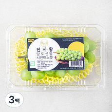 진시황 GAP 인증 비파괴당도선별 샤인머스켓, 3팩, 600g