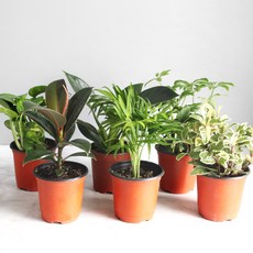 생화 공기정화 식물 소형 6종 세트, 혼합색상