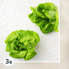 국내산 버터헤드레터스, 180g, 3봉