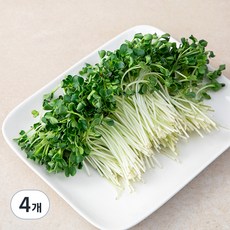 무순, 500g, 4개