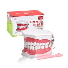 추천4 치아모형
