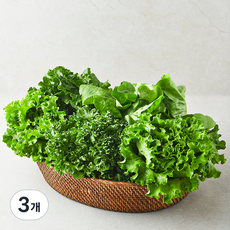 친환경 유러피안 모둠 샐러드용 채소, 3개, 1개입 1kg, 1개입, 3개