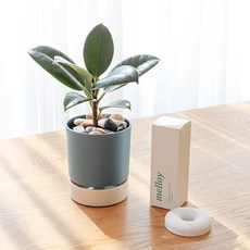 개업선물-추천-메이크정글 공기정화식물 디퓨저팟 고무나무 식물 기프트 세트, 네이비, 1세트