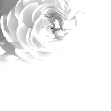 포인트벽지 48J404801, 코튼플라워꽃