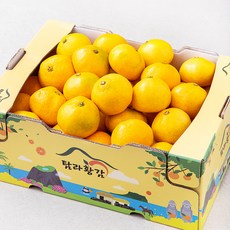 탐라황감 당도선별 서귀포 하우스 감귤, 1개, 5kg(랜덤과)