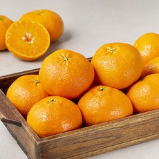 다조은 강서시장 새벽경매 제주레드향, 2.8kg(13~15입), 1개
