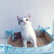 아이스펭귄숫자놀이