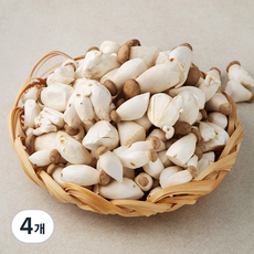 국내산 미니 새송이버섯, 2kg, 4개