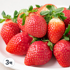 강서시장 새벽경매 설향 딸기, 500g, 3팩