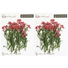 남원공방줄기꽃