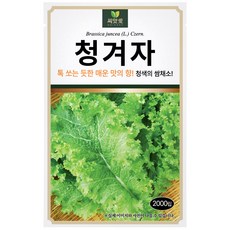 다농 씨앗애 청겨자 씨앗 2000p, 1개