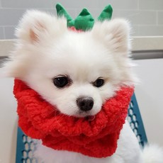 도그맘 반려동물 뽀글이워머, 왕관